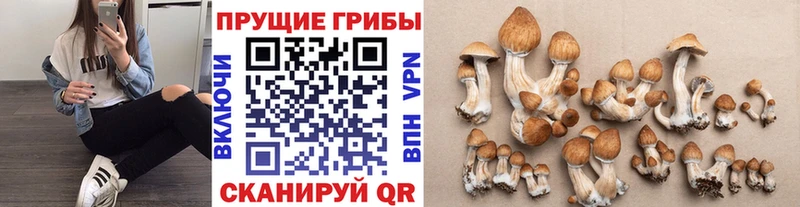 Галлюциногенные грибы прущие грибы Усть-Джегута